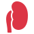 Nephrology icon